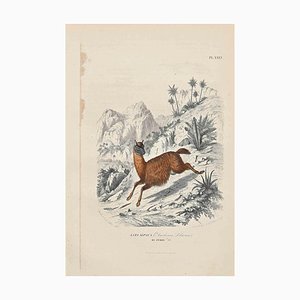 Paul Gervais, Alpaca, Original Lithograph, 1854-ZCI-2029323