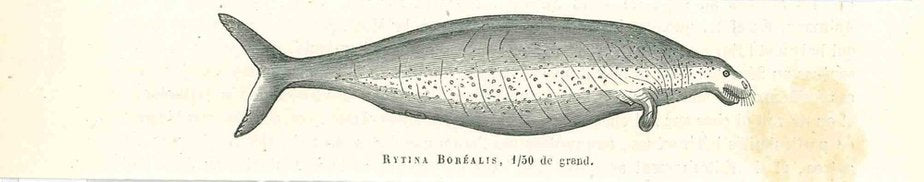 Paul Gervais, Bytina Borealis, Original Lithograph, 1854-ZCI-1164632