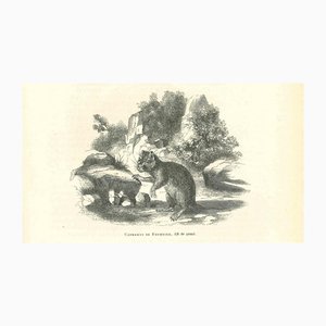 Paul Gervais, Capromys, 1854, Lithograph-ZCI-1165459