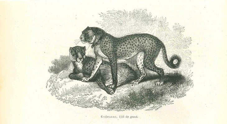 Paul Gervais, Cheetah, 1854, Lithograph-ZCI-1165468