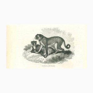 Paul Gervais, Cheetah, 1854, Lithograph-ZCI-1165468