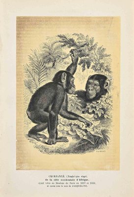 Paul Gervais, Chimpanzee, Original Lithograph, 1854-ZCI-2029592