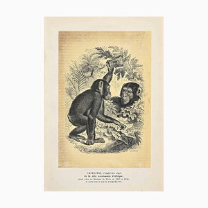 Paul Gervais, Chimpanzee, Original Lithograph, 1854-ZCI-2029592