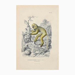 Paul Gervais, Diademed Sifaka, Original Lithograph, 1854-ZCI-1163521