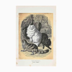 Paul Gervais, Domestic Cats, Original Lithograph, 1854-ZCI-2029598