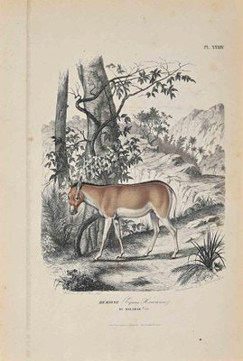 Paul Gervais, Equus Hemionus, Original Lithograph, 1854-ZCI-1165745