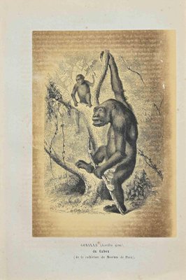 Paul Gervais, Gorilla, Original Lithograph, 1854-ZCI-1183880