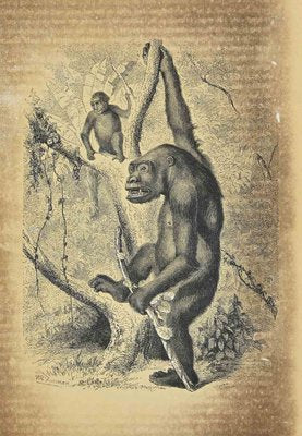 Paul Gervais, Gorilla, Original Lithograph, 1854-ZCI-1183880