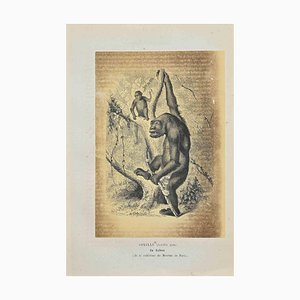 Paul Gervais, Gorilla, Original Lithograph, 1854-ZCI-1183880