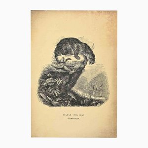 Paul Gervais, Jaguar, Original Lithograph, 1854-ZCI-1164498