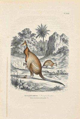 Paul Gervais, Kangaroo Dorsal, Original Lithograph, 1854-ZCI-1164525