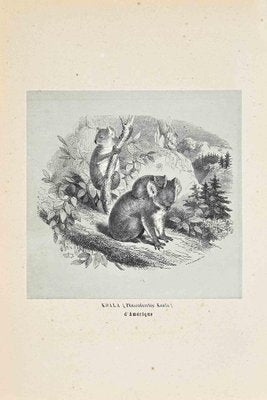 Paul Gervais, Koala, Original Lithograph, 1854-ZCI-1164655