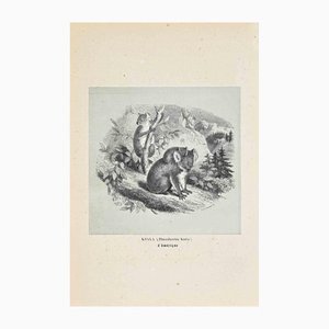 Paul Gervais, Koala, Original Lithograph, 1854-ZCI-1164655