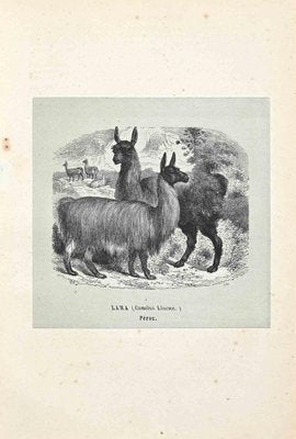 Paul Gervais, Lama, Lithograph, 1854-ZCI-1164714