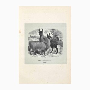 Paul Gervais, Lama, Lithograph, 1854-ZCI-1164714