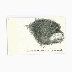 Paul Gervais, Marmosets, Original Lithograph, 1854-ZCI-2025023