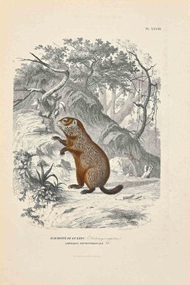 Paul Gervais, Marmot of Quebec, Original Lithograph, 1854-ZCI-1164501