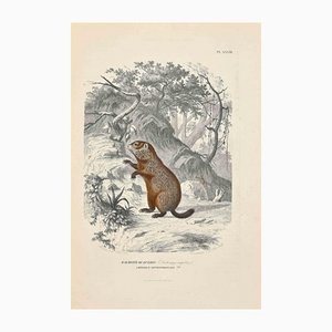 Paul Gervais, Marmot of Quebec, Original Lithograph, 1854-ZCI-1164501