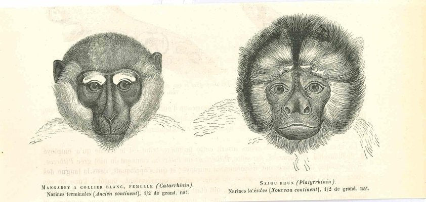 Paul Gervais, Monkeys, 1854, Lithograph-ZCI-1165532