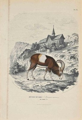 Paul Gervais, Mouflon Musmon, Original Lithograph, 1854-ZCI-1163551