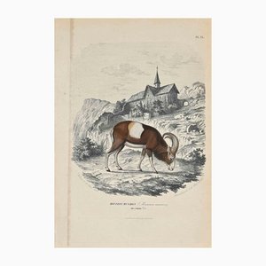 Paul Gervais, Mouflon Musmon, Original Lithograph, 1854-ZCI-1163551