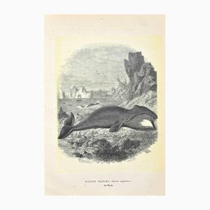 Paul Gervais, North Atlantic Right Whale, Lithograph, 1854-ZCI-1164717