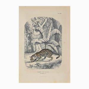 Paul Gervais, Ocelot, Original Lithograph, 1854-ZCI-1164639