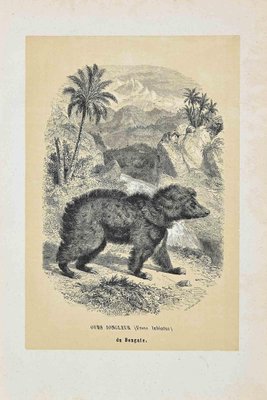 Paul Gervais, Ours Jongleur, Original Lithograph, 1854-ZCI-1164656