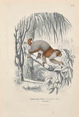 Paul Gervais, Potto, Original Lithograph, 1854-ZCI-1164614