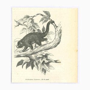 Paul Gervais, Prehensile-Tailed Porcupine, 1854, Lithograph-ZCI-1165460