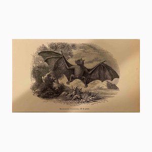 Paul Gervais, Roussette Vulgaire, Original Lithograph, 1854-ZCI-2029389