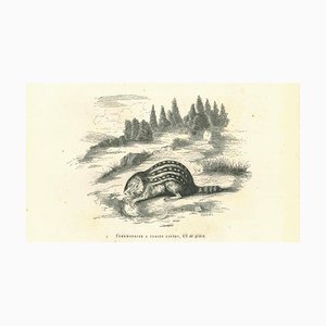 Paul Gervais, Spermophilus, Original Lithograph, 1854-ZCI-2029388