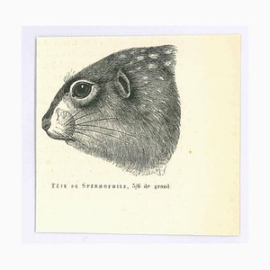 Paul Gervais, Spermophilus, Original Lithograph, 1854-ZCI-2024875