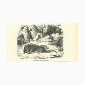 Paul Gervais, Star-Nosed Mole, Original Lithograph, 1854-ZCI-2024872