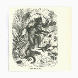 Paul Gervais, Tarsier, Original Lithograph, 1854-ZCI-2025026