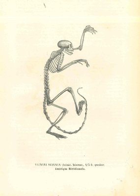 Paul Gervais, The Animal Skeleton, 1854, Lithograph-ZCI-1165389