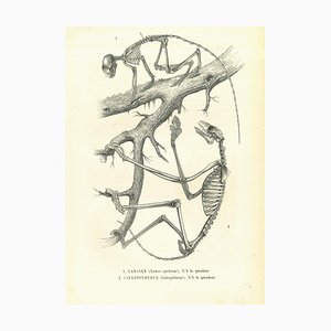 Paul Gervais, The Animal Skeleton, Original Lithograph, 1854-ZCI-2024879