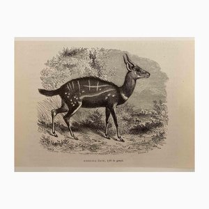 Paul Gervais, The Antelope, 1854, Lithograph-ZCI-1165500