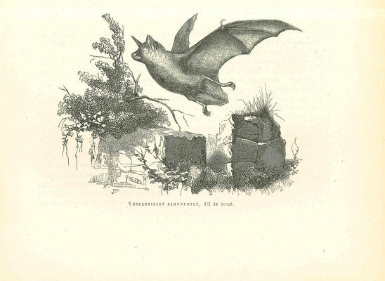 Paul Gervais, The Bat, Lithograph, 1854-ZCI-1758918