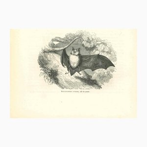 Paul Gervais, The Bat, Original Lithograph, 1854-ZCI-1164695