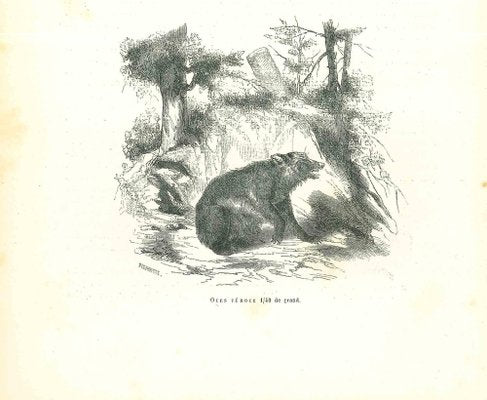 Paul Gervais, The Bear, 1854, Lithograph-ZCI-1165533