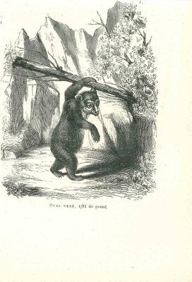 Paul Gervais, The Bear, 1854, Lithograph-ZCI-1165461