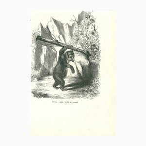 Paul Gervais, The Bear, 1854, Lithograph-ZCI-1165461