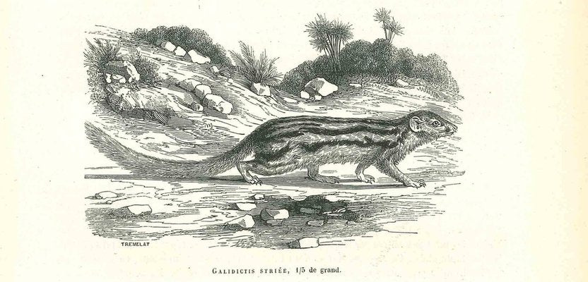 Paul Gervais, The Beaver, Lithograph, 1854-ZCI-1164700