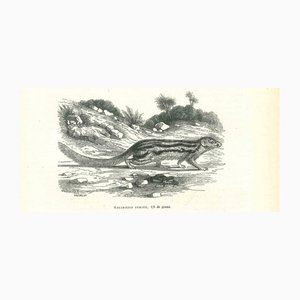 Paul Gervais, The Beaver, Lithograph, 1854-ZCI-1164700