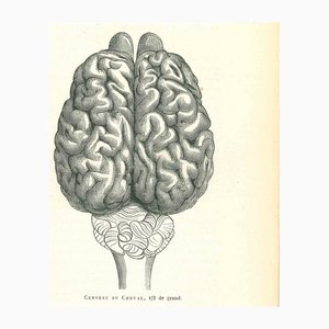 Paul Gervais, The Brain, 1854, Lithograph-ZCI-1165429