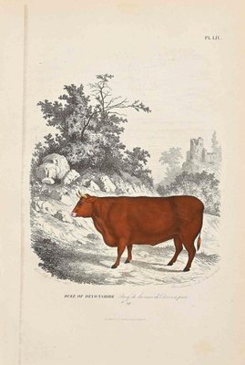 Paul Gervais, The Cow, Original Lithograph, 1854-ZCI-1164526