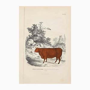 Paul Gervais, The Cow, Original Lithograph, 1854-ZCI-1164526