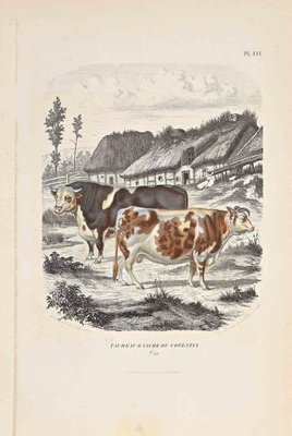 Paul Gervais, The Cows, Original Lithograph, 1854-ZCI-1164505