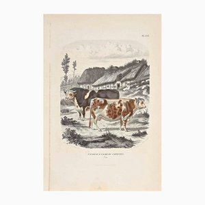 Paul Gervais, The Cows, Original Lithograph, 1854-ZCI-1164505